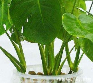 这三种绿植号称天然加湿器,室内空气干燥放一盆,空气清新无忧