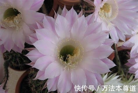 养花试试这几款,花朵像一个个小小的风铃,洁白透明