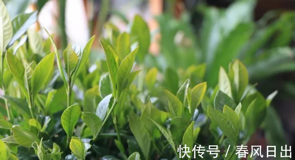 花苞|栀子花不开花,2个根源要明白,别踩雷,开花一茬又一茬