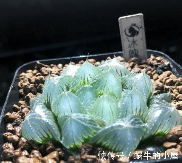 龟甲牡丹|盘点5种贵货多肉，大多数人养不起，养了要珍惜，你家养过几种？