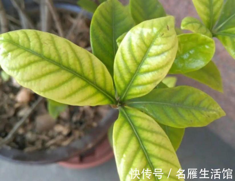 水溶肥|养花常用这3种肥,掌握住正确用法,养啥旺啥,枝叶茂开花勤