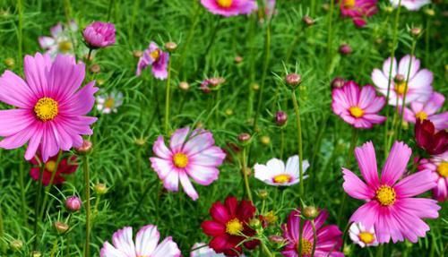  四溢|此花好养易活，四季有花开，观赏价值高，花香四溢