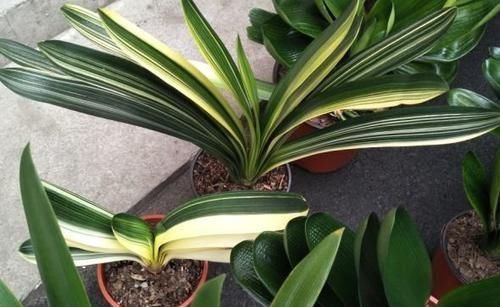 “懒养”君子兰,一年不施肥,叶片油亮,花朵娇艳,花开四季不断