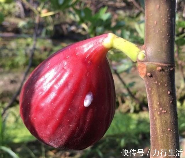 观赏价值|4种性价比超高的盆栽，既是盆景又是果树，少抽两包烟也要养一盆