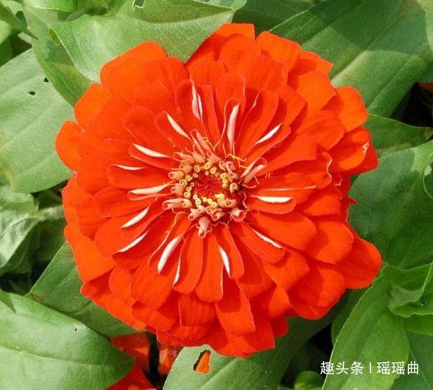 此花是第一朵太空花,靓丽多彩美不胜收,有着未来步步高升的寓意