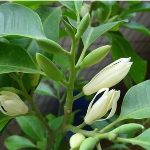 1种“香水”花，比茉莉美、比桂花香，一年开花200天，一盆香满屋