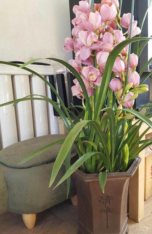 “年味十足”的11种花,颜值高寓意好,想买要趁早,晚了会涨价