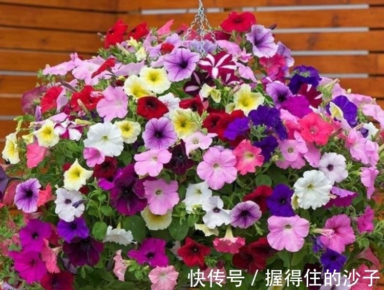 4种花很好养,耐热耐晒更耐旱,日子红火财运滚滚,好看极了