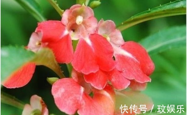 阳台养这5款花,花开比牡丹还美,浇点水就呼呼长,开花爆满盆!