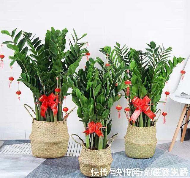 植株|冬天养金钱树，做好这5件事，叶子绿得发亮，越养越精神