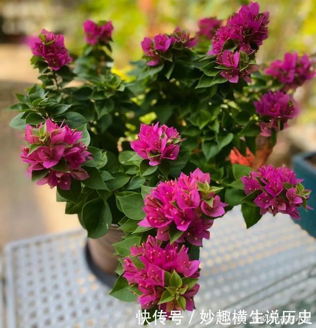 45种三角梅品种,红、橙、黄、绿、白、紫,每一种都很好看!