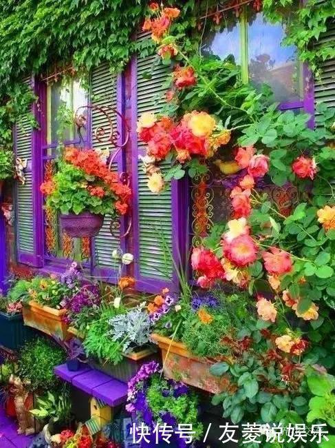 花叶蔓|花友们窗台养什么花,看完认识那么多植物!