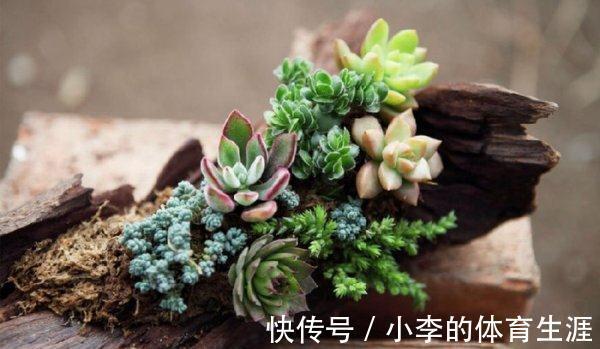 养多肉,盆栽不忽略这4点,茎叶就会发蔫、养不肥