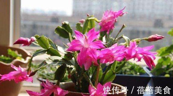 花期中的蟹爪兰该怎么养，注意4点，花期长花色艳