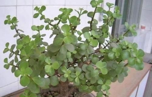 金枝玉叶的造型如何修剪的？