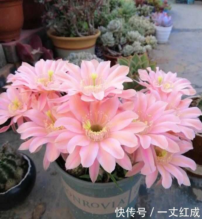 仙人球怎么养才能开花多？记住一点，一棵开20朵，很惊艳