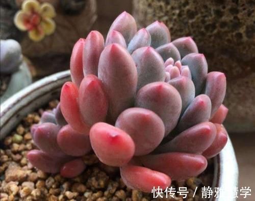 马上要降温了,多肉植物怕冻吗?这几点要注意