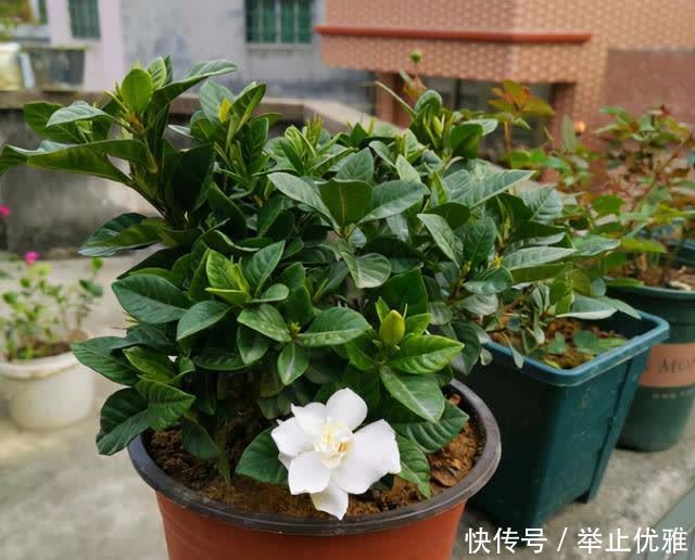 春天别光顾着施肥和浇水,8种花“见土生根”,趁着春季多繁殖