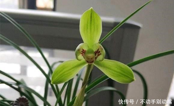 兰花|养兰花,牢记一个字,开花够豪气!