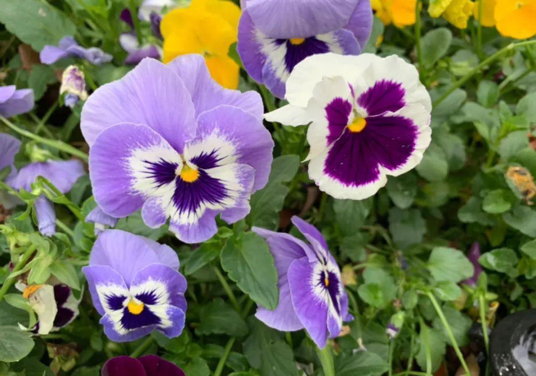 这盆吊兰养2年，年年开满小金鱼，大吉大利好喜气