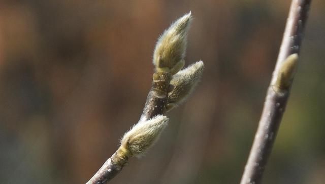 白芷|此物“专通鼻窍”,可解各种鼻窍病证,但唯有初春可采,切勿错过