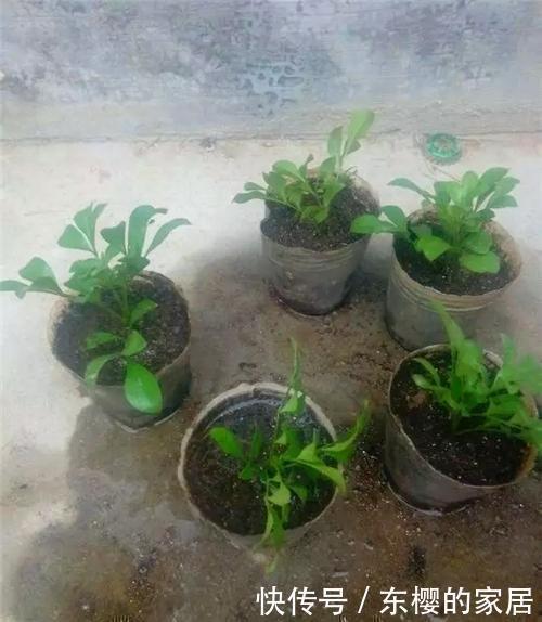 降成本养花,6种花1根枝变1盆,加点它,插多少活多少