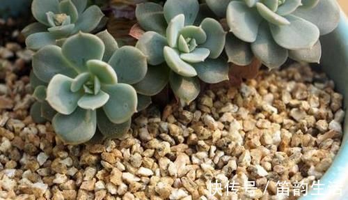 茎干|多肉度夏难，高温天徒长变丑按照4点操作，茎干粗壮叶片肥美