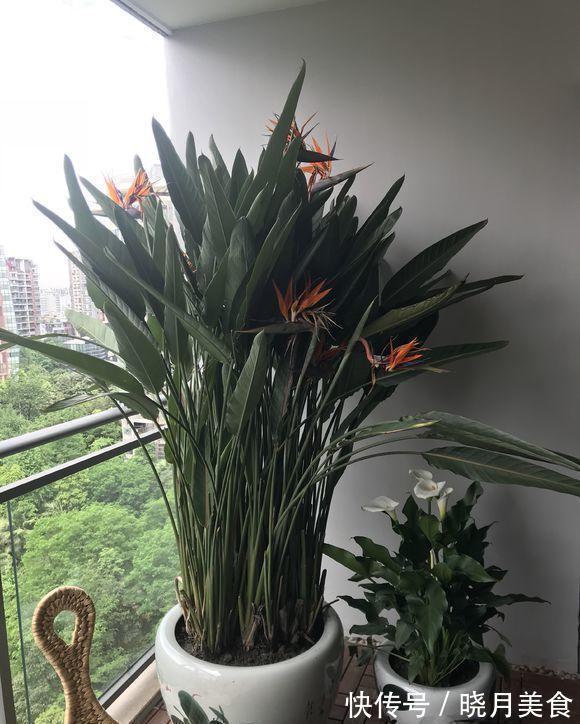 7种大型花,建议在客厅养一盆,吸废气制氧气,还有旺家的好寓意