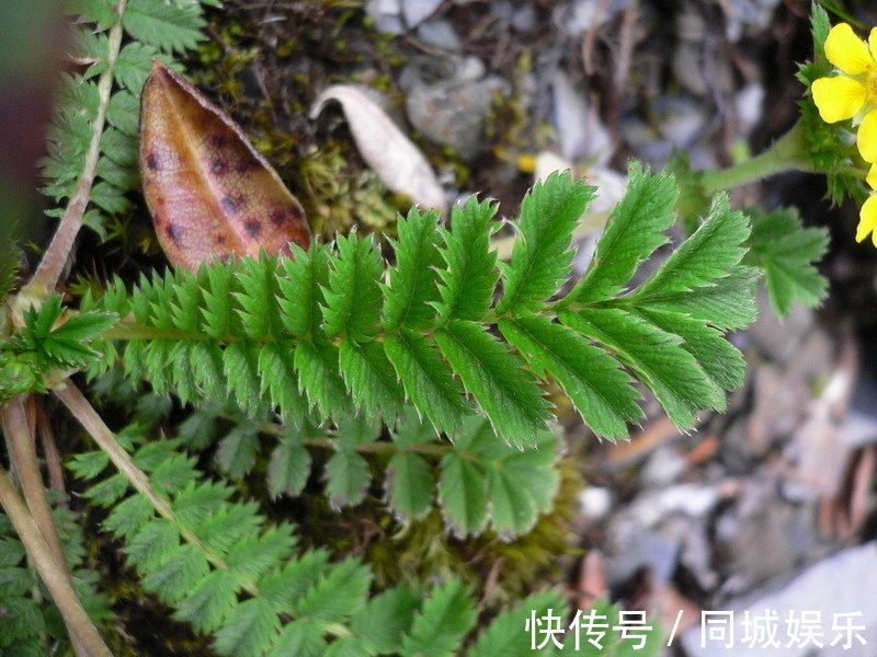 白草|农村山上一种野草，是“糖尿病”人的福星，剥开就能直接吃