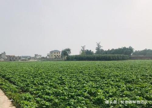 种植|有一种青菜好吃不好种，北方人很少吃到，你知道是啥菜吗