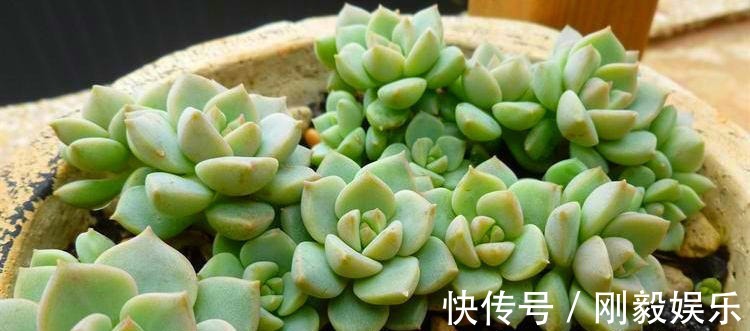 秋天|3种适合秋天养的多肉,赶快动手养起来,叶片红的、白色似莲花