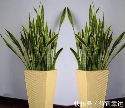 卫生间有异味,就养3种花,吸潮、祛味,还美观