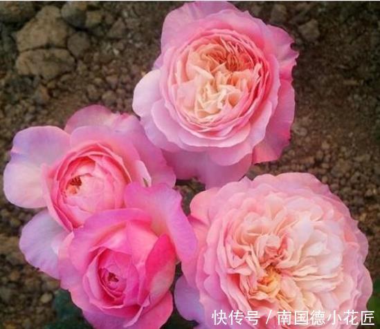 季秋季修剪|超实用的月季花,秋季修剪、促花小技巧