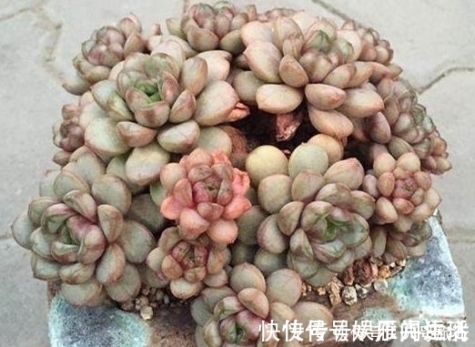 老桩|这样的操作多做几次,半年快速养成多肉老桩!