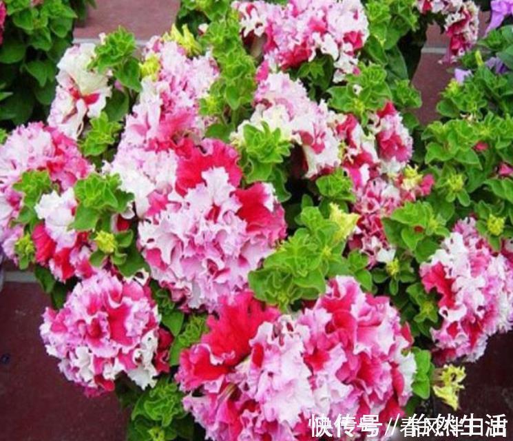 磷酸二氢钾|养花就养4种花，家里养一盆，浇水就疯长，开花爆盆很容易