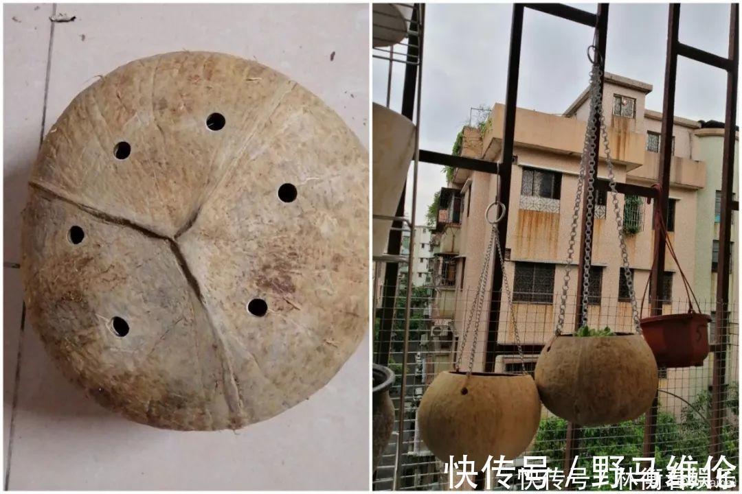 el多肉的花样养法,7种花盆全是自己造的,省钱又好用!