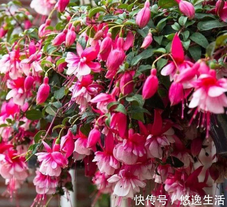 4种福运花，自带福气好养活，养上一盆四季欣赏，好养活还不贵