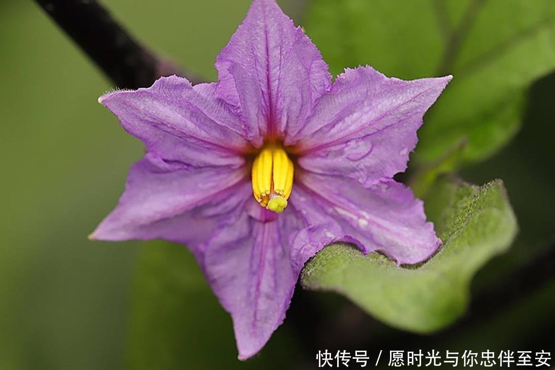 五颜六色的花，大家是否认得可以吃的“花”，对心血管有好处