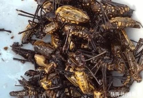 我国3种“奇葩”的土特产,连吃货大佬也不敢轻易尝试,你吃过吗?