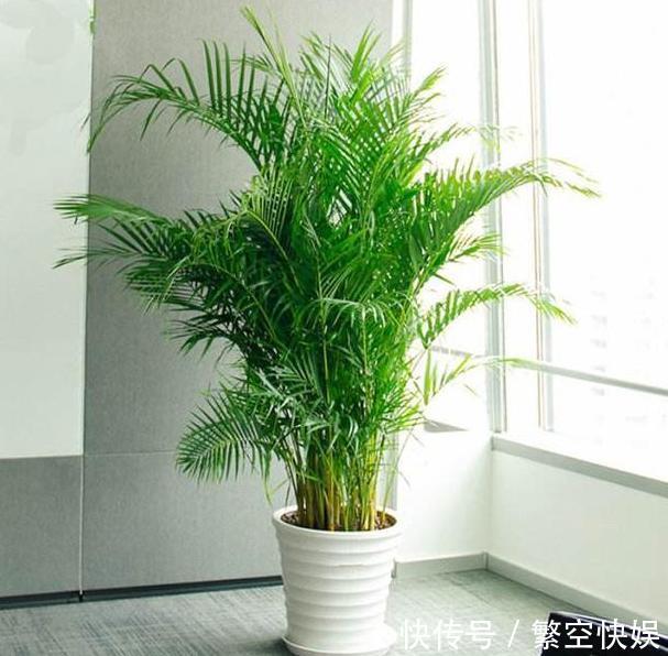 营养成分|家庭养花别靠买、买、买,将黄豆制成肥,让盆栽叶片绿得冒油