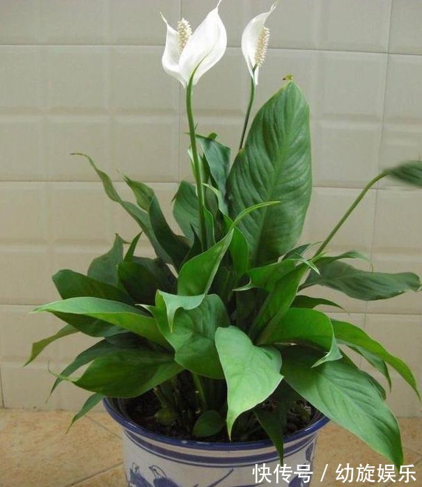 缺水|白掌这样养,保证花多叶亮,不蔫软,不黄叶,真的一帆风顺!