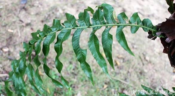 蛀牙|这种野草很珍贵，喜欢附大树上生长，现在很少见人称“槲蕨”