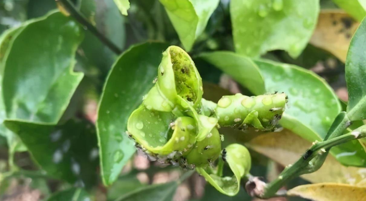 春日养花,常见这些“害虫”该怎么治疗?用它就不用喷药