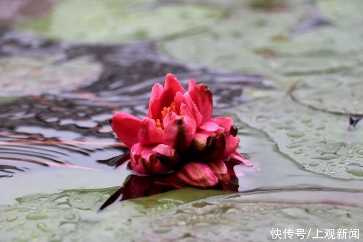 荷花|“四蒂睡莲”长什么样?一起来花博园看荷花、莲花群芳争艳