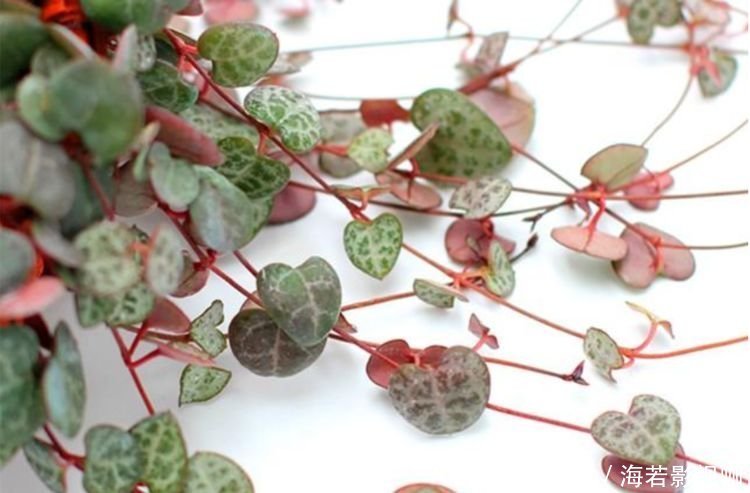 此种花叶子圆圆，在家养几盆，寓意幸福团圆，漂亮好养！