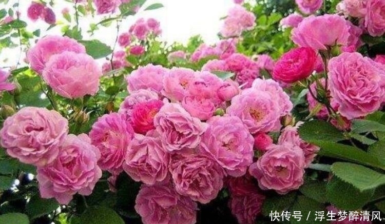 4种花好养易活,旺财又养人,比牡丹还美,年年开花美翻