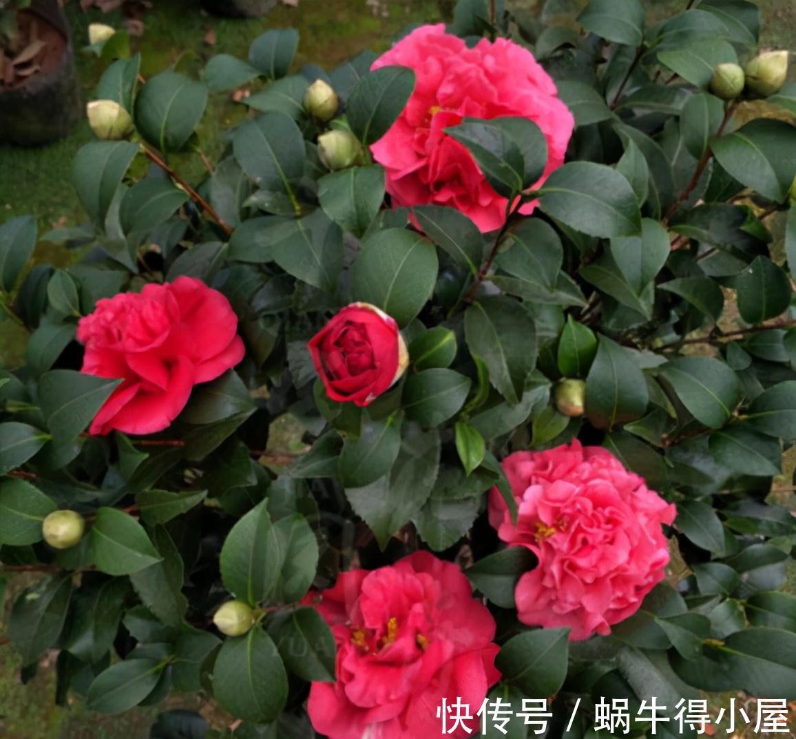 克瑞墨大牡丹|此花比牡丹还美,皮实好养开花艳,一开就是大半年,适合新手
