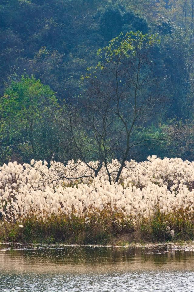 蒹葭诗选:芦花似雪怅深秋，叶落寒江不尽愁