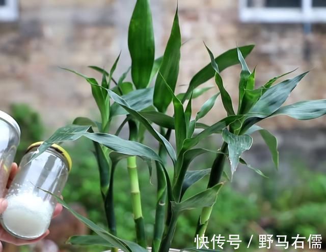 富贵竹|爱喝“啤酒”的4种花,隔几天喝1杯,不施肥也呼呼长