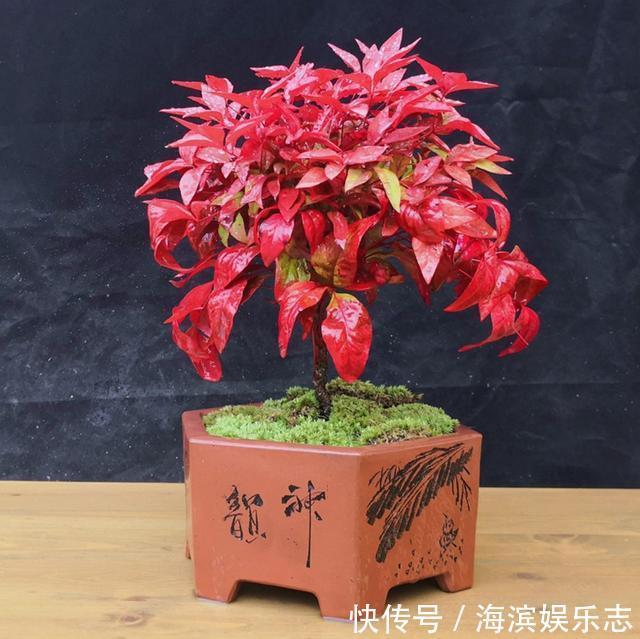 盆景|南天竹养护简单还能做成盆景,既能赏花还能结果,注意这几点就行